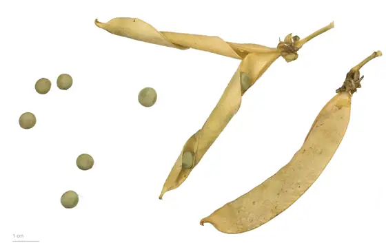 Plant Protein Powder